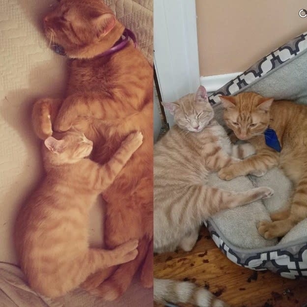 sibling cats cuddling