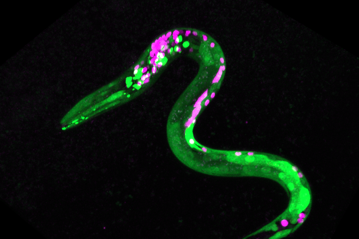 Lo stesso tipo di nematode che gli scienziati hanno testato a Chernobyl (Università dell'Oregon/Pennsylvania)