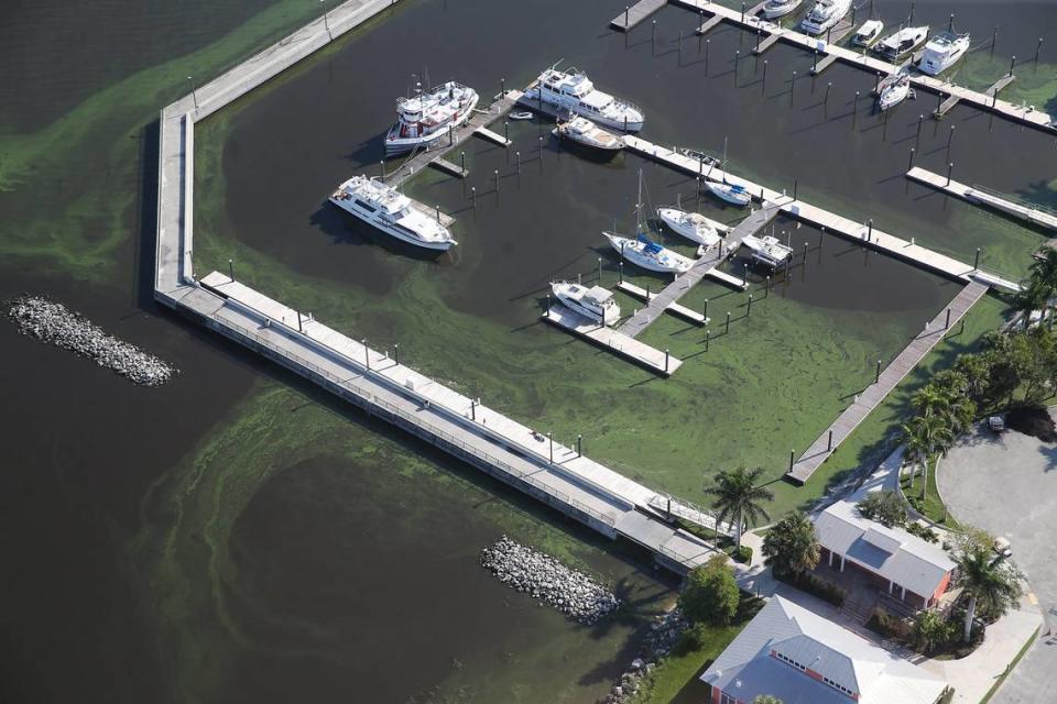 Algae on Lake Okeechobee’s east shore surrounds boats in a harbor, July 11, 2018. Toxic algae blossoms on Lake Okeechobee helped convince Republican leaders to plan billions in state and federal projects tied to water storage and management in and around the Everglades.