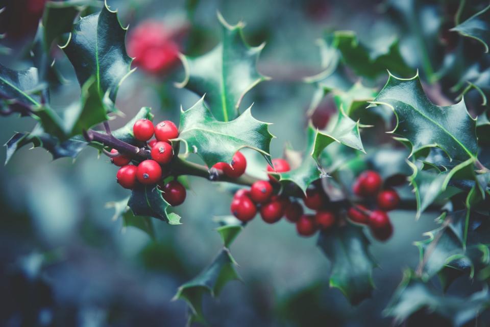 The berries of holly plants are extremely toxic to both humans and pets.