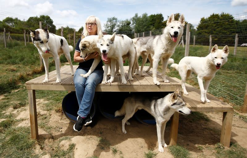 Siberian Husky breeder Christine Biddlecombe sits with some of her dogs at her home, in Tonbridge