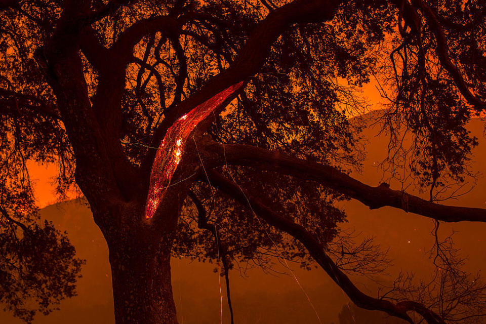 <p>Embers fall from a burning tree in Placerita Canyon at the Sand Fire on July 24, 2016 in Santa Clarita, California.</p>