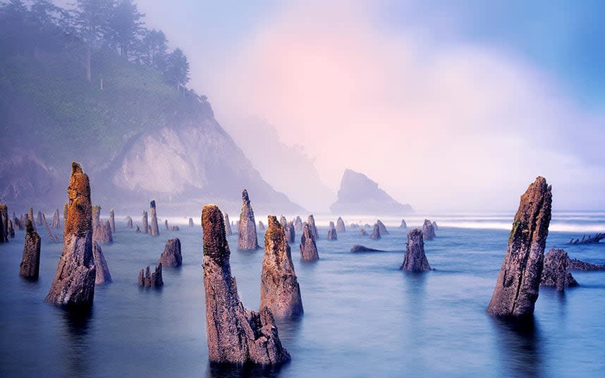 Neskowin Ghost Forest holds in it geological secrets - Credit: Dennis Frates / Alamy Stock Photo