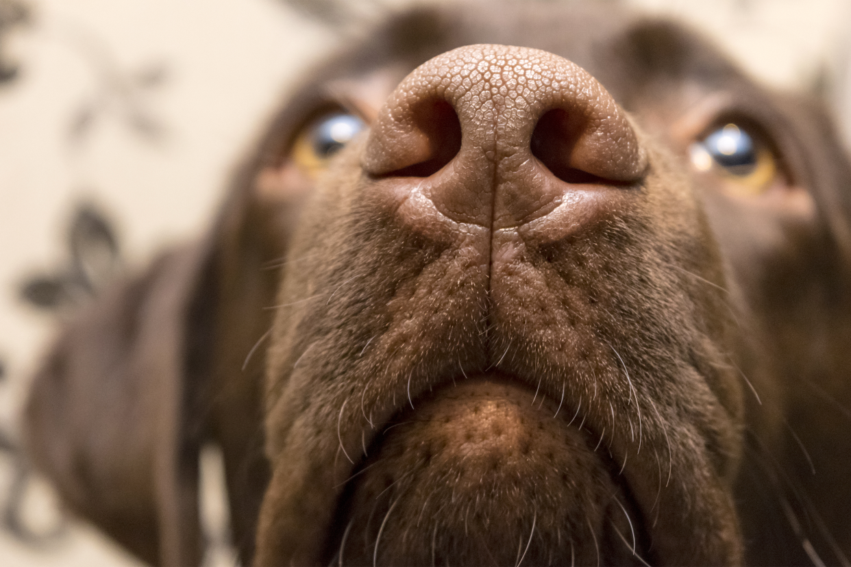 closeup of chocolate lab dog nose