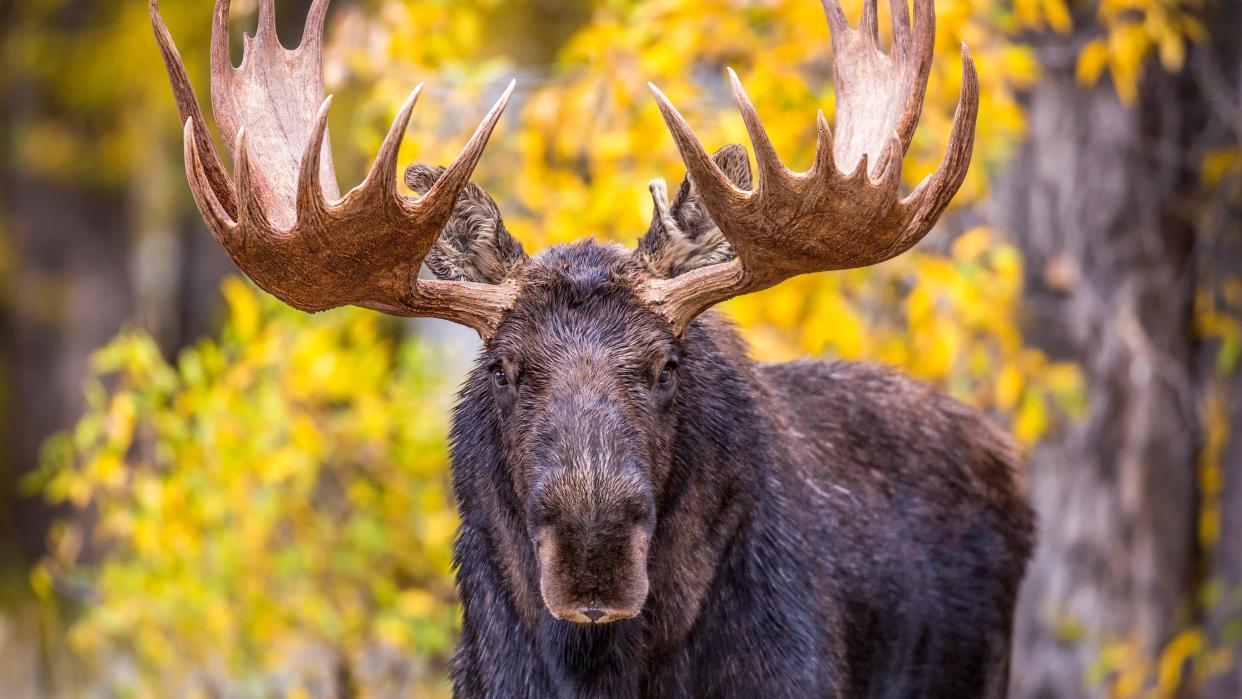  Moose in woodland in fall. 