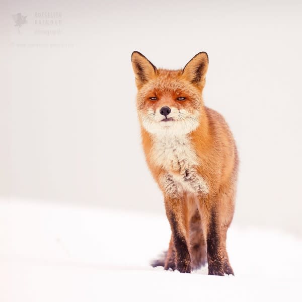 荷蘭攝影師愛拍野生狐狸　雪地系列根本就是童話仙境！