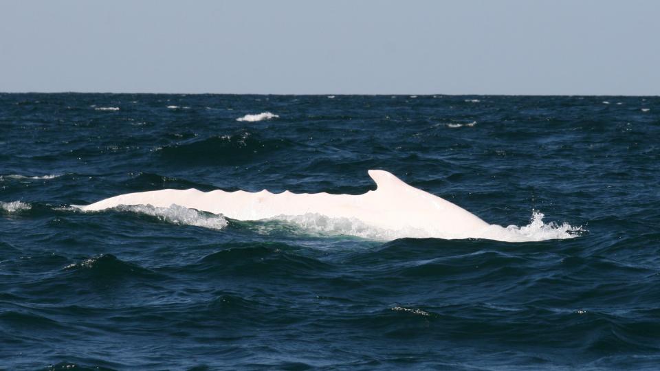 a white humpback whale called migaloo swimming in the sea