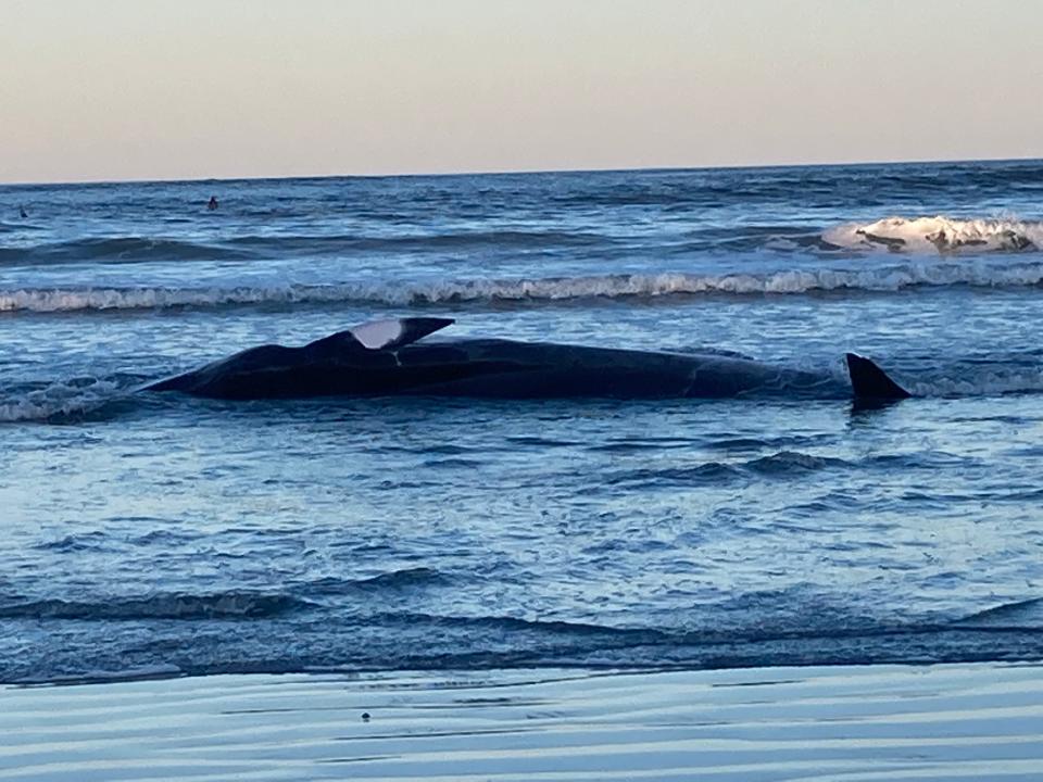 A minke whale was beached in York Friday at Long Sands Beach and did not survive despite attempts to save the animal.