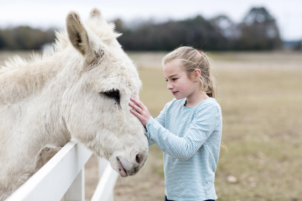 Caucasian girl petting donkey in field