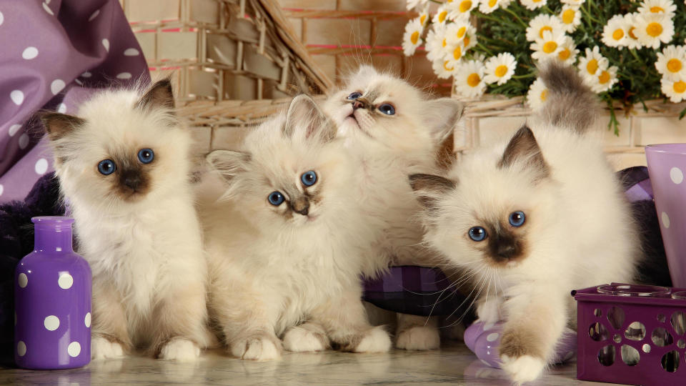 Four birman cat kittens