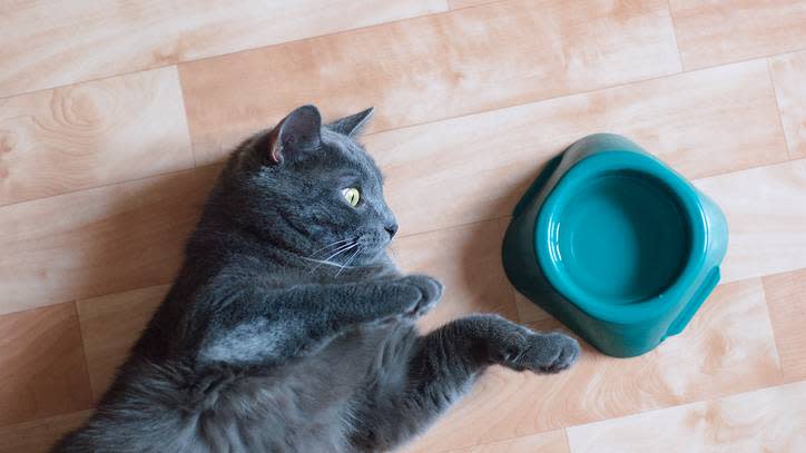  dehydration in cats 