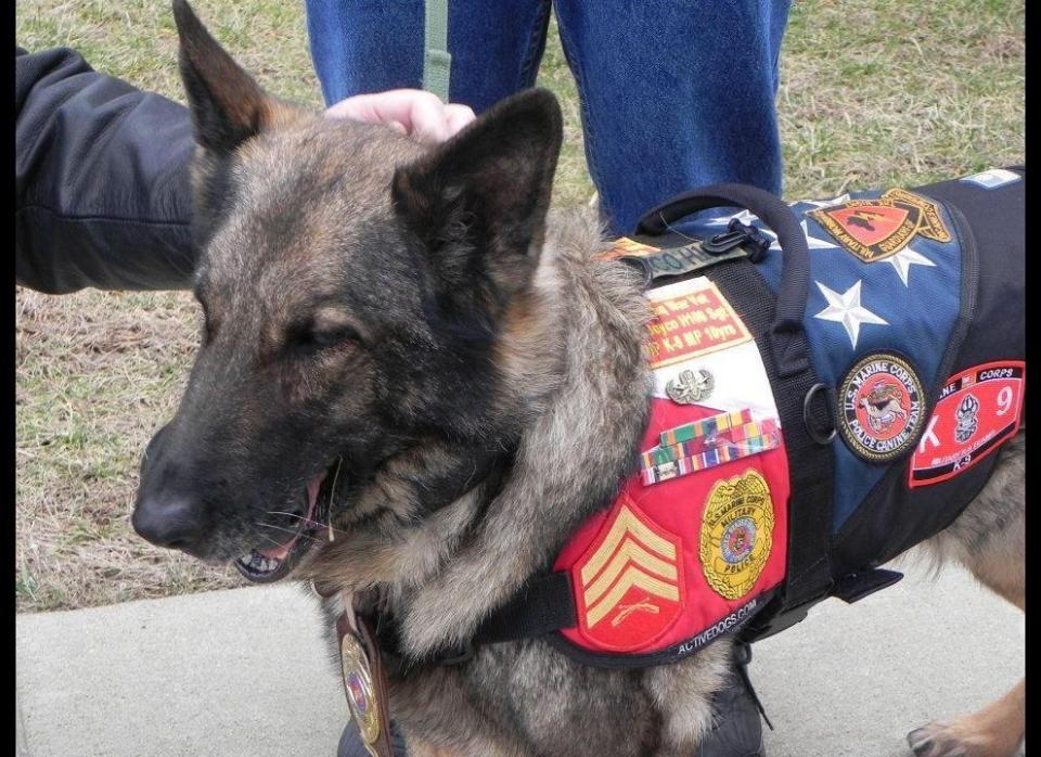 While stationed in Fallujah in 2005, MWD Beyco conducted improvised explosive device searches, route clearance sweeps and searches of buildings and vehicles. <a href="http://www.herodogawards.org/vote/?nominee=47436615" target="_hplink">MWD Beyco earned a Combat Action Ribbon</a> and was nominated for the American Humane Association's Hero Dog Awards in October.  