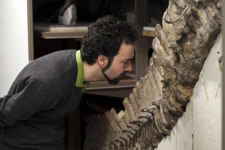 Sergio Bertazzo, a biomedical physical scientist at Imperial College in London, examines a fossil at Natural History Museum in London in this undated handout photo provided by Laurent Mekul, June 9, 2015. REUTERS/Laurent Mekul/Handout via Reuters