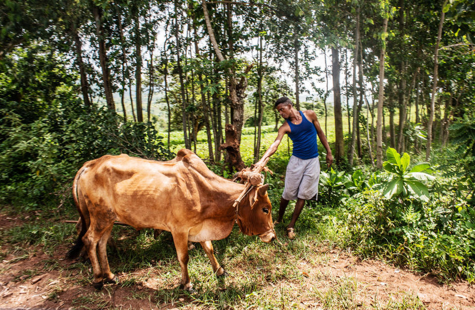 A young farmer and his cattle near the village of Gesabale in southern Ethiopia. As much as 80 percent of Ethiopia&rsquo;s population live in rural areas. (Photo: Tom Gardner for HuffPost)