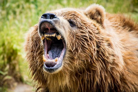 A grizzly bear roars.