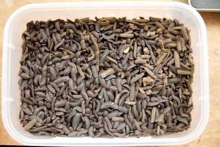 A box containing black soldier fly larvae is seen at the Sanergy organics recycling facility near Nairobi