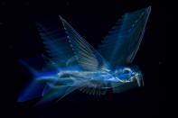 <p>Flying fish in motion: A flying fish swims below the surface in the Gulf Stream late at night, offshore from Palm Beach, Fla., Aug. 18, 2017.<br>Moving its tail fin up to 70 times per second, a flying fish can reach an underwater speed of nearly 60 kilometers per hour. Angling itself upwards, it then breaks the surface while still propelling itself along by rapidly beating its tail underwater, before taking to the air and glidingâsuccessfully escaping predators such as tuna, marlin and swordfish. (Photo: Michael Patrick O’Neill) </p>