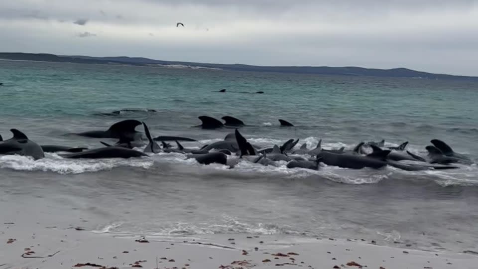 A pod of stranded pilot whales off Cheynes Beach in Western Australia. - Allan Marsh/Cheynes Beach Caravan Park