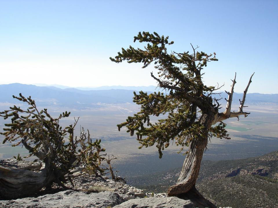 Trees as old as 3,000 years old are  easily found on a 3-mile round-trip hike on the Wheeler Peak Trail in Nevada's Great Basin National Park.