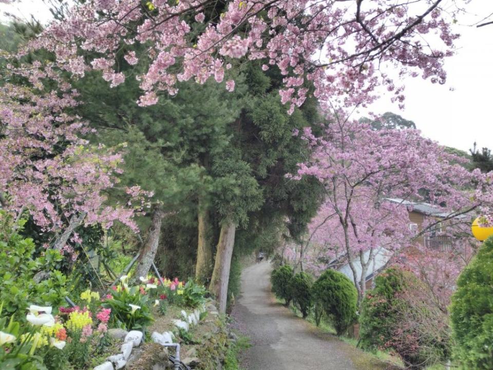 櫻花盛開的恩愛農場美景如畫。（中華旅行社提供）