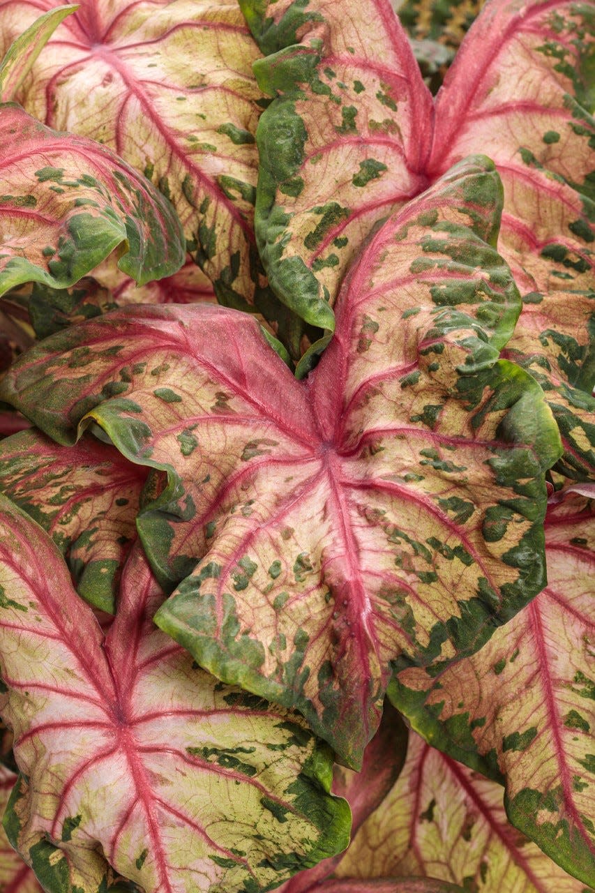 Clowning Around is unusual for caladium because of its ruffled leaves.