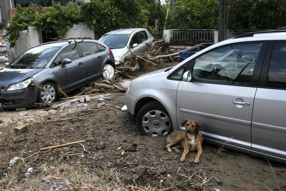 A dog sits in front of destroyed cars following a storm at the village of Politika, on Evia island, northeast of Athens, on Sunday, Aug. 9, 2020. Five people have been found dead and dozens have been trapped in their homes and cars from a storm that has hit the island of Evia, in central Greece, police say. (AP Photo/Yorgos Karahalis)