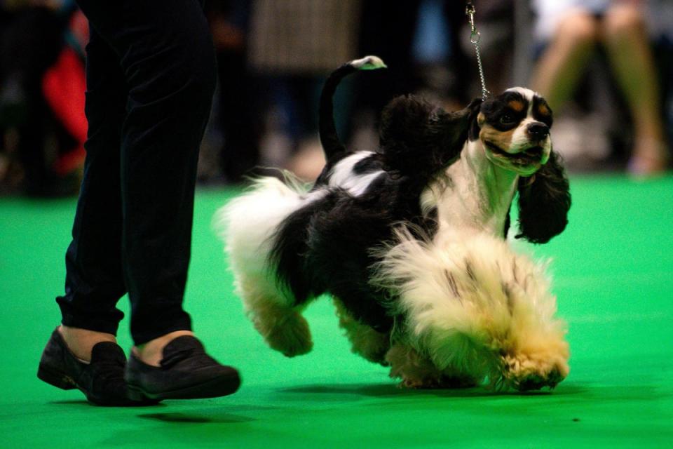 An American Cocker Spaniel on show at the Birmingham National Exhibition Centre (NEC) on the second day of the Crufts Dog Show (PA)