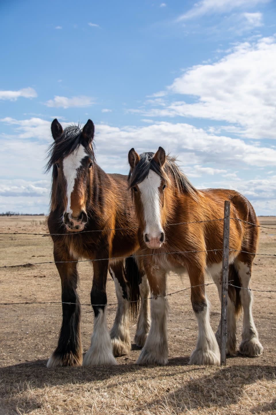 clydesdale horses