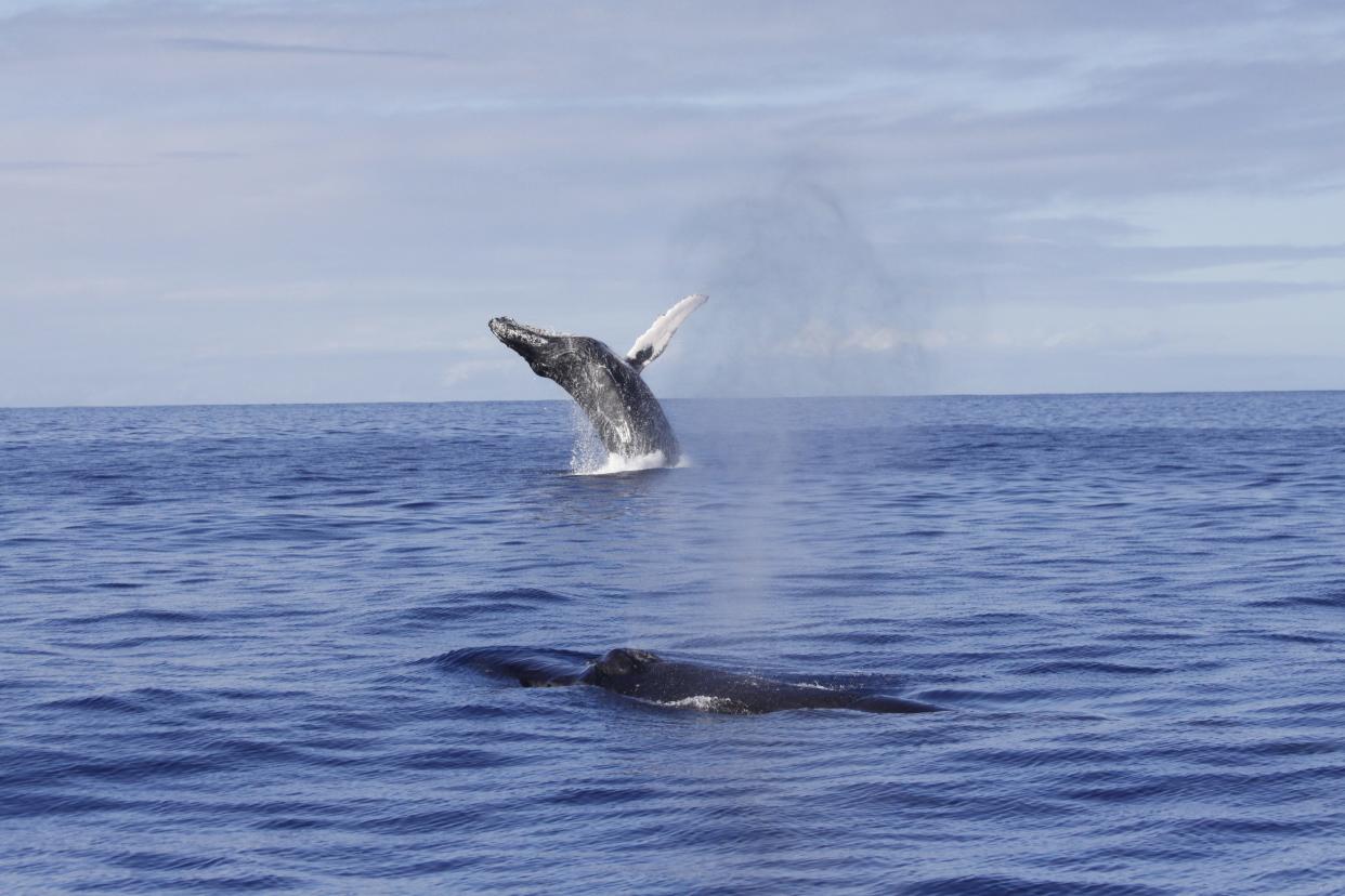 One of the most majestic behaviors to see is when a whale breaches, which looks like a jump out of the water.