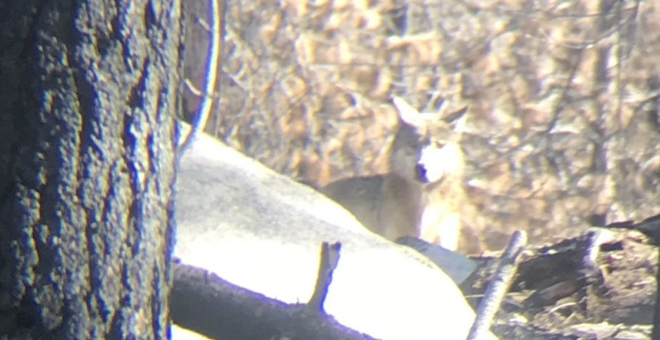 Researchers identified a new pack of gray endangered wolves in Tulare County, California. / Credit: Michelle Harris/California Department of Fish and Wildlife