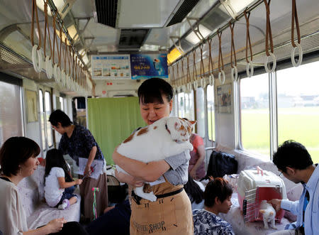 An organising staff member holds a cat in a train cat cafe, held on a local train to bring awareness to the culling of stray cats, in Ogaki, Gifu Prefecture, Japan September 10, 2017. REUTERS/Kim Kyung-Hoon