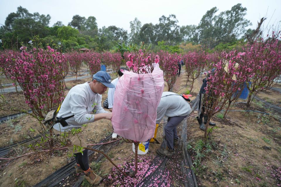 阿俊說，發現在桃花園賣花生意一樣好，決定不去維園擺檔了。