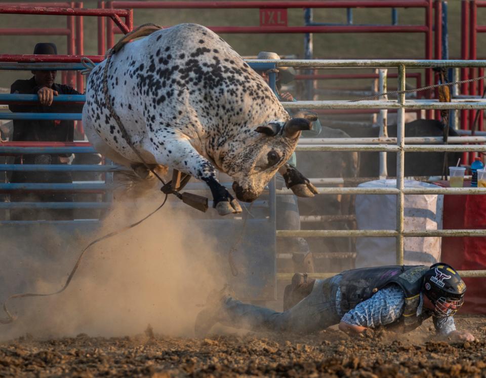 A bull jumps high in the air after tossing its rider during the Oldham County Fair rodeo. July 27, 2021