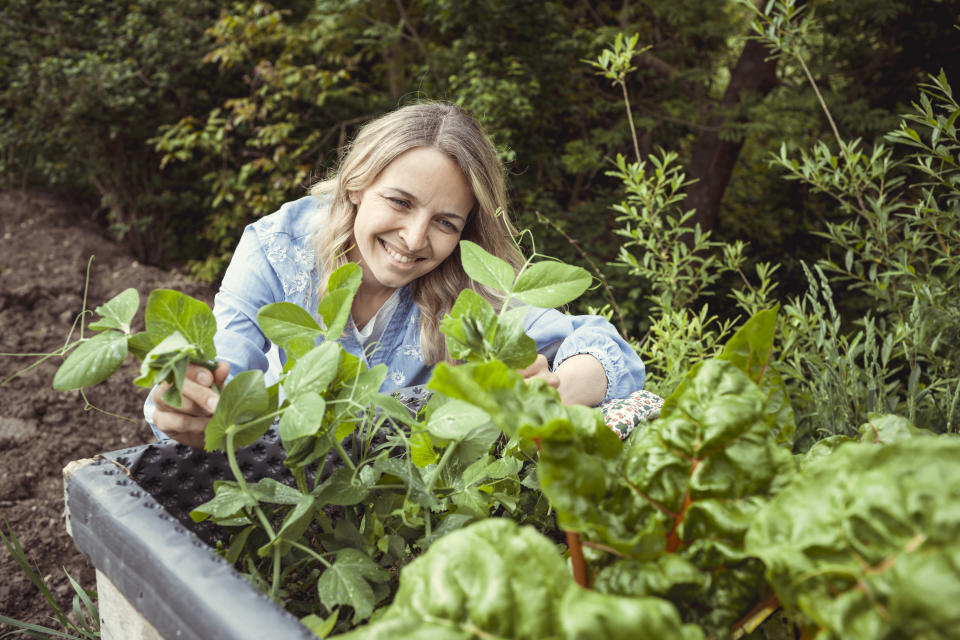 pretty young blonde woman with blue denim shirt works in garden at vegetable patch and is happy