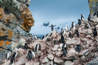 'King of the penguins.' Taken at Booth Island in Antartica (Photo and caption by Nancy Dowling/National Geographic Traveler Photo Contest) <br> <a href="http://travel.nationalgeographic.com/travel/traveler-magazine/photo-contest/2013/" rel="nofollow noopener" target="_blank" data-ylk="slk:See more and submit;elm:context_link;itc:0;sec:content-canvas" class="link ">See more and submit</a>