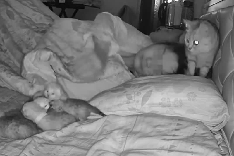 ▲貓媽每天早上5點都把孩子叼到飼主枕頭旁，移完自己離開爽睡。（圖／抖音：跳跳是隻貓）