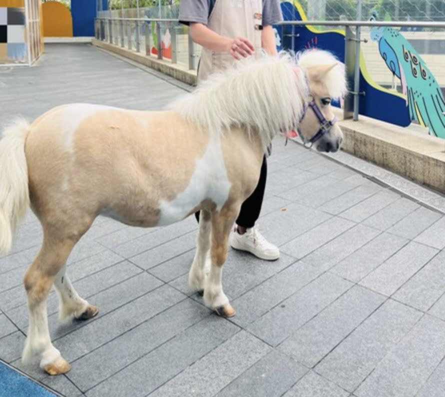 深圳好去處｜深圳室內動物園一日遊48折優惠！一大一小門票人均$49.5起零距離親親及餵食草泥馬、小浣熊、梅花鹿等20多種可愛動物