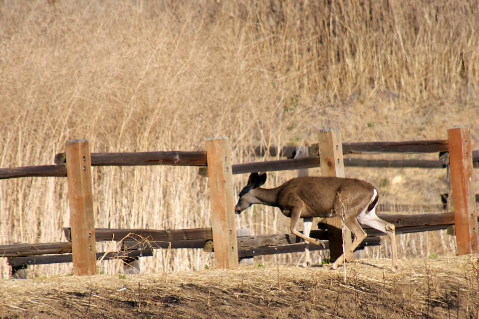 deer duck low fence