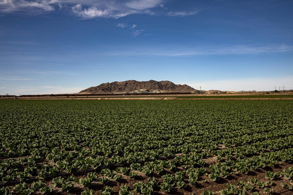 Un muro fronterizo con México se ve en el horizonte más allá de un campo de lechugas en Yuma, Arizona, el 12 de enero de 2021. (Adriana Zehbrauskas/The New York Times).