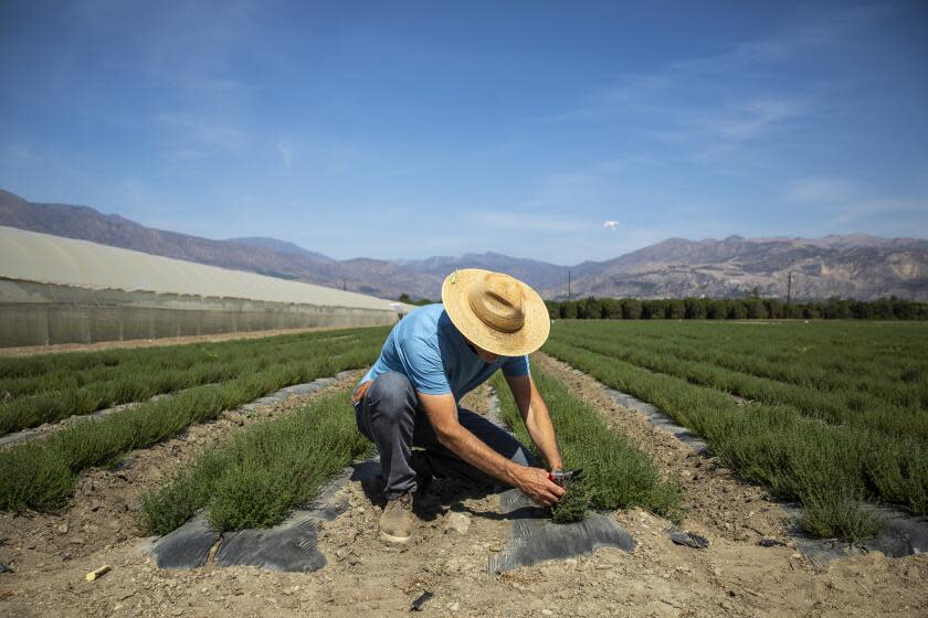 Fillmore, CA - September 29: Robert Dedlow, owner of Kentor Canyon Farms in Fillmore, CA, cuts some thyme during a tour of his farm, Wednesday, Sept. 29, 2021. Chef David Tanis, soon to open his new restaurant, "Lulu" at the Hammer Museum, will be using many of his vegetables from the Kentor Canyon Farms. (Jay L. Clendenin / Los Angeles Times)