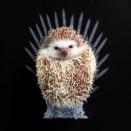 Dem Anlass entsprechend hat sich Huff sogar passend zum Start der sechsten "Game of Thrones"-Staffel auf dem Eisernen Thron ablichten lassen. Er wäre mit Sicherheit der beste König von allen! (Bild-Copyright: Instagram/huffthehedgehog)