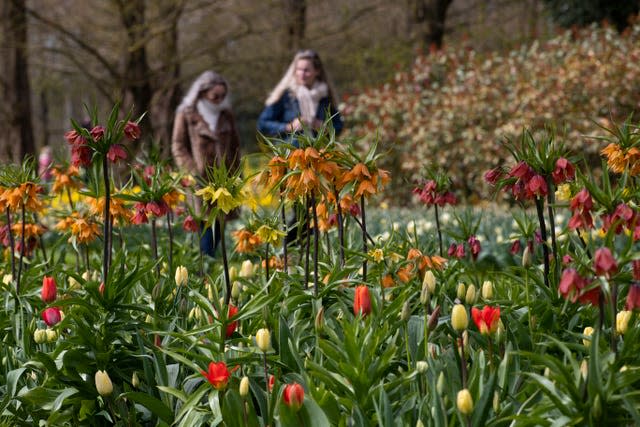 Far fewer visitors than normal are seen at the world-famous Keukenhof garden in Lisse, Netherlands