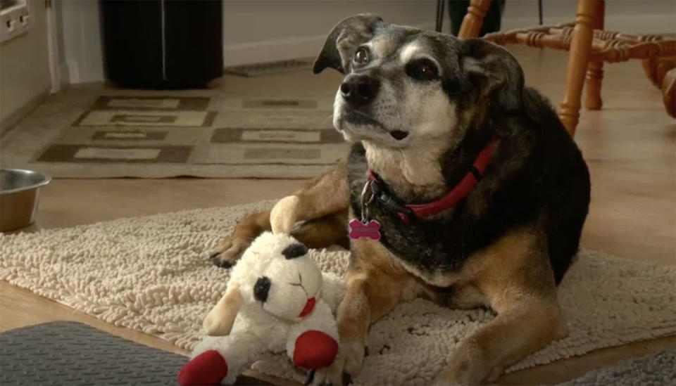 Sadie did not eat for 10 days after her owner’s death. Source: Global News