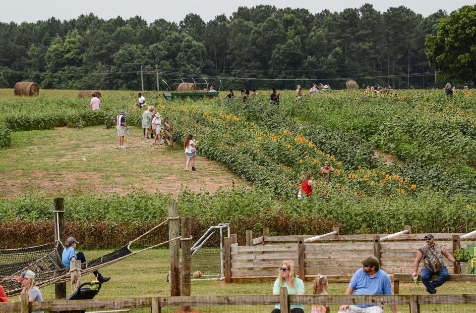 Visitors play and take photographs in the fields during the South Carolina Sunflower Festival at Denver Downs Farm in Anderson Saturday, June 19, 2021.