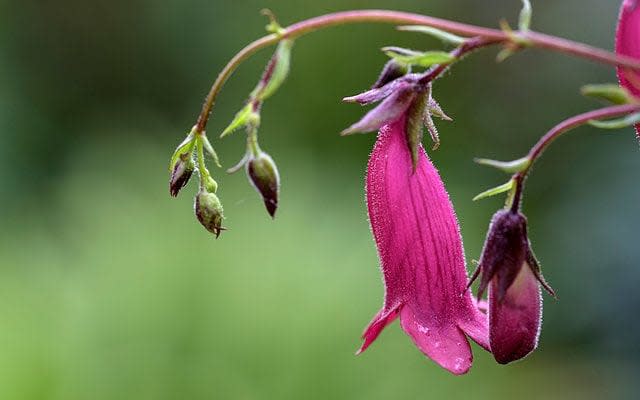 Penstemon 'Garnet' - © Trevor Chriss / Alamy