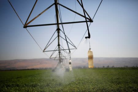 An irrigation system waters a field of crops in the Hula Valley, northern Israel October 23, 2017. REUTERS/Amir Cohen