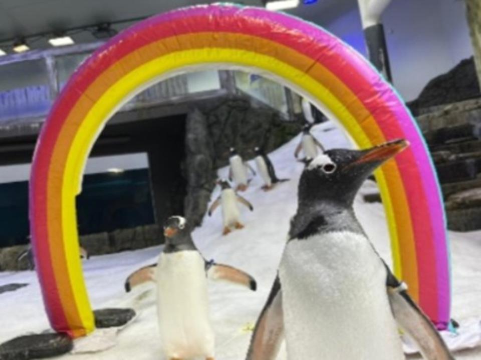 A penguin who made headlines for having a same-sex relationship with someone at the Sydney Aquarium has died. Image: provided.