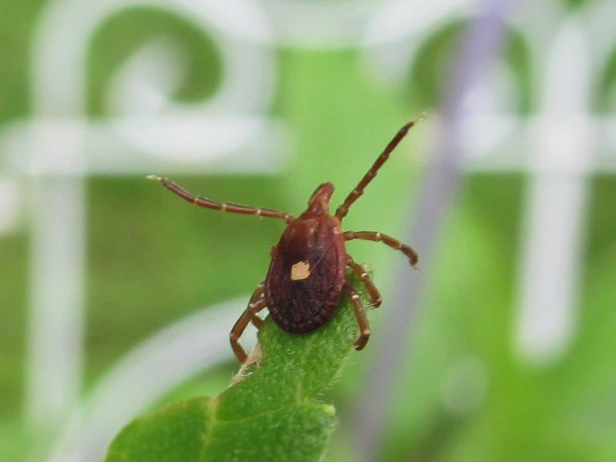 A female Lone Str tick  (Lisa Zins/CC BY 2.0)