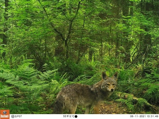 An image of a coyote in Stanley Park captured by a motion-sensor camera in June 2021. (Submitted by Kristen Walker - image credit)