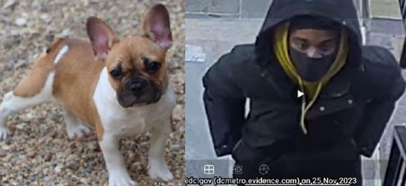 The stolen French Bulldog named “Hendrix” is pictured on the left and the suspect believed to have taken him is on the right. (Courtesy of the Metropolitan Police Department)